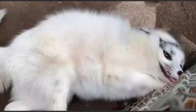 basically finnegan but marble fox