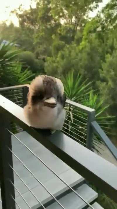 🔥Adorable Baby Kookaburra practising its signature laugh..