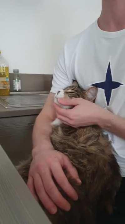 Was told this video would be appreciated here. My cat is in love with my boyfriend, confirmed