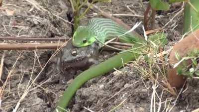 Snake eating a frog and a side order of flies