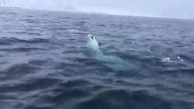 Beluga whale plays catch with a rugby ball.