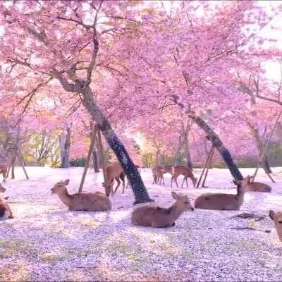 Herd of deer relaxing under cherry blossom trees