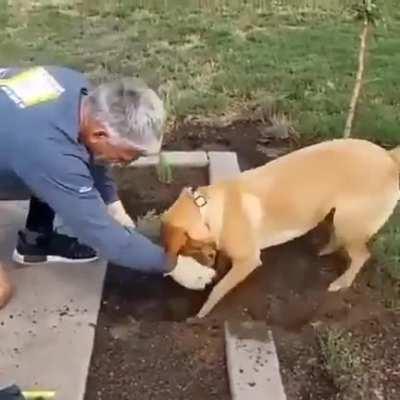 good boy helps with gardening