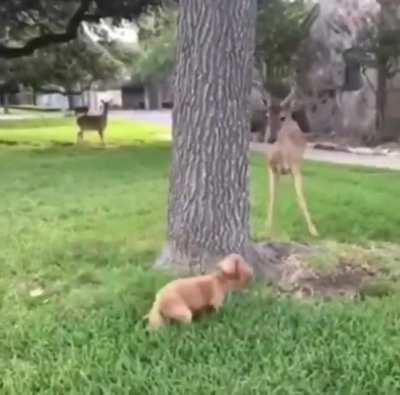 A dog and deer play a cat and mouse game.