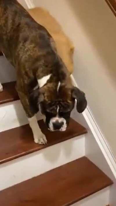 This good boy helps his blind little buddy down the steps!