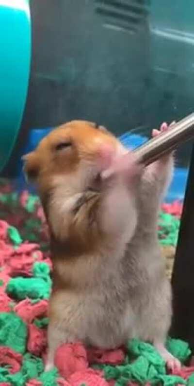 Just a cute hamster having a drink.