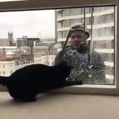 Window cleaner Vs cat