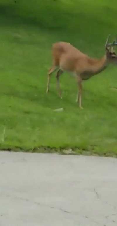 some deer in action in Missouri