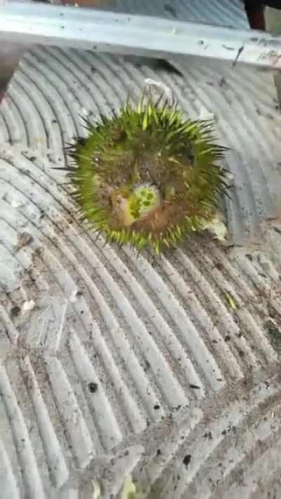 Getting fox nuts out of a prickly water lily