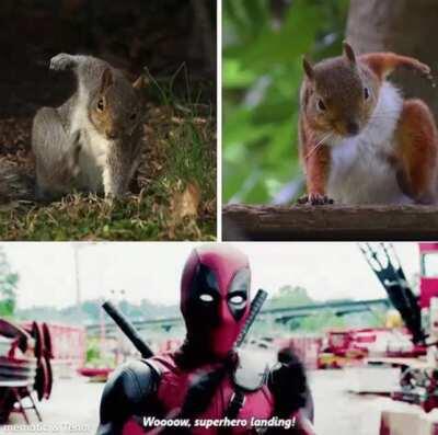 When you find out that squirrels naturally land superhero style !!