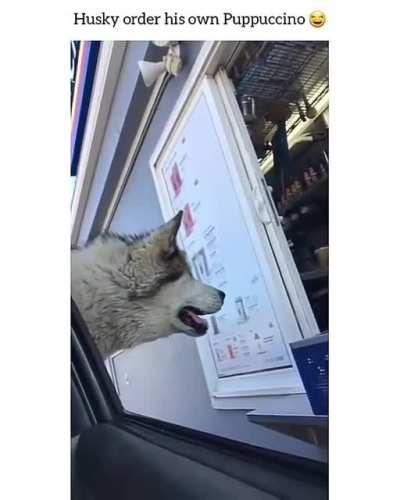 Huskies can talk....and order his own PUPPUCCINO