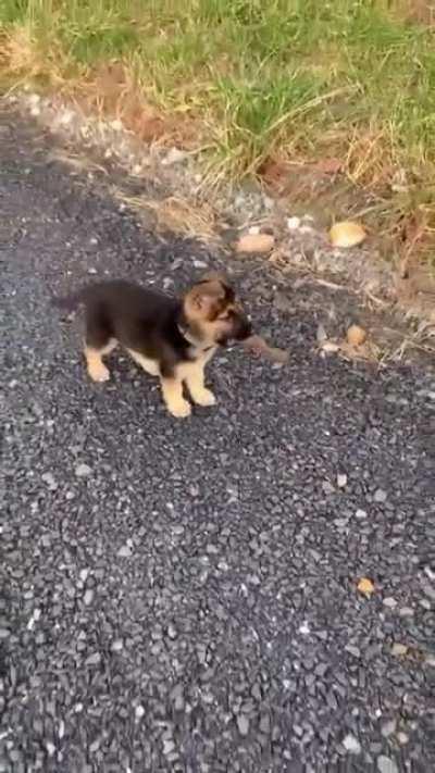 Good boy has found a good stick