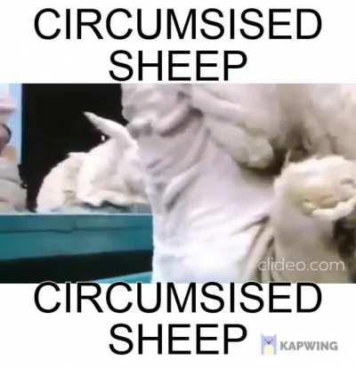 Circumcised Sheep