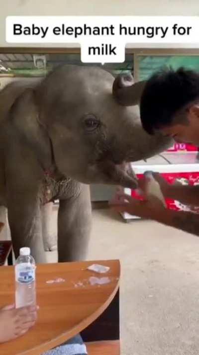 Baby elephant hungry for milk, So haaaappy and polite!