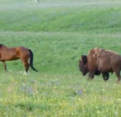 🔥 A herd of horses encountering a wayward buffalo 🔥