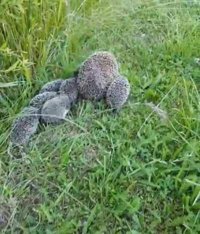 🔥 Mama hedgehog looking back to make sure her hoglets are keeping up