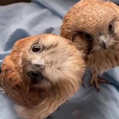 Some curious little falcon chicks