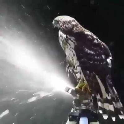 A smart hawk cooling off on top of a water sprinkler