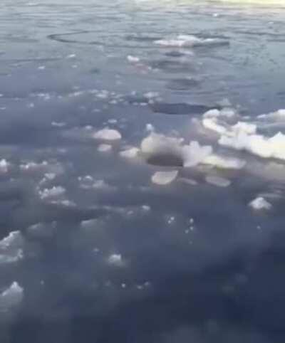 Polar bear Mom breaking ice at short intervals so the cubs can breathe