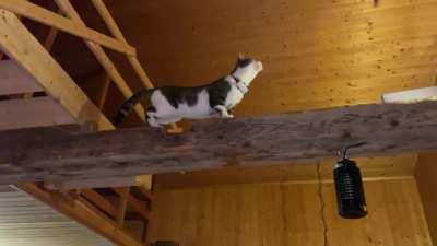 Housecat catches bat mid-air with one paw.