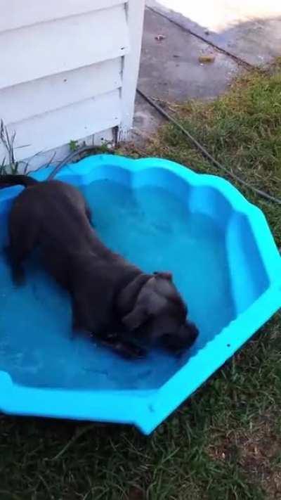 Dog is looking for the perfect lying position during a heatwave