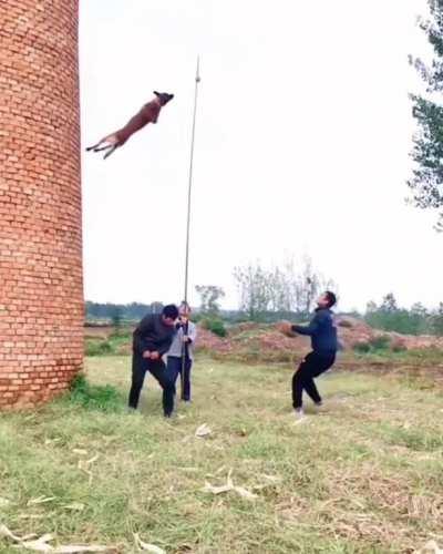 Dog jumps, climbs and leaps after a ball