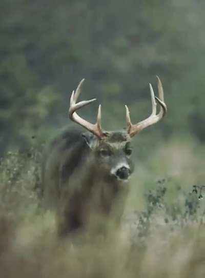 This Deer Shaking Off The Rain