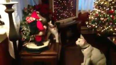 That time my cats decided they hated Christmas.