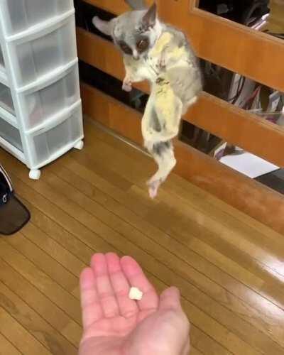 Bush baby jumps for a snack