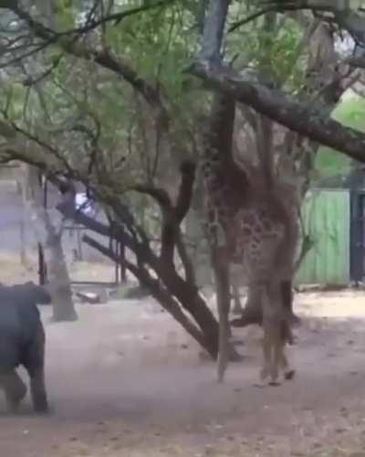 Don't mess with giraffes.