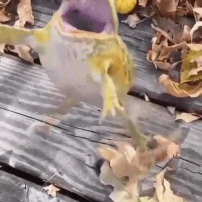 Frog failing a jump