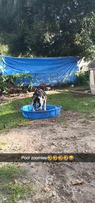 Great Dane pool zoomies😆