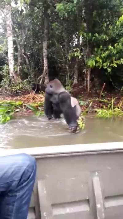 mischievous gorilla