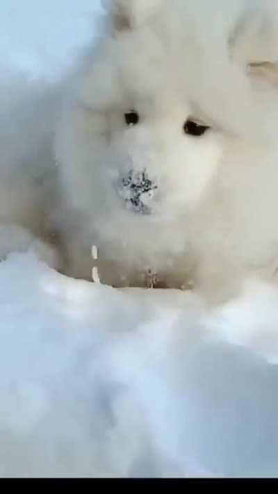 Samoyed absolutely enjoying its natural habitat..