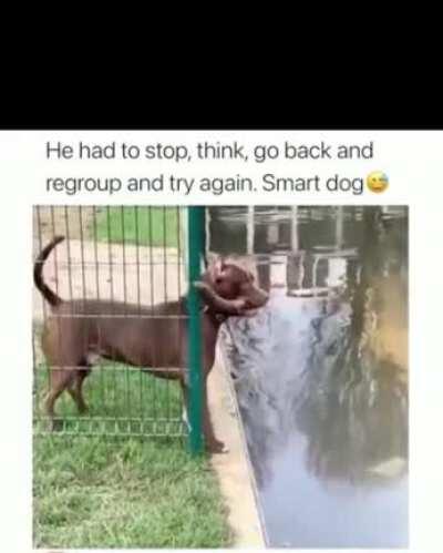 He had to stop, think, go back and regroup and try again. Smart dog