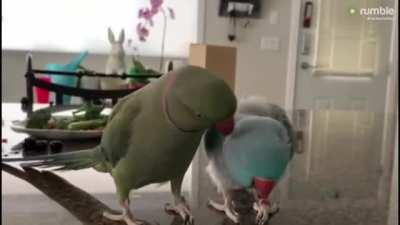 I think this belongs here, two parrots having a conversation [with sound]