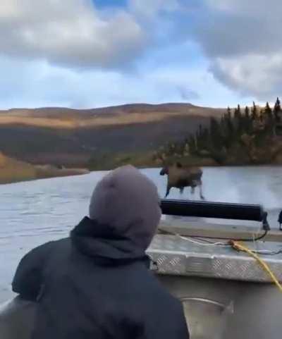 Moose running across the river