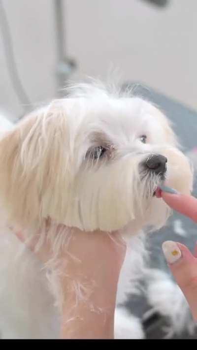 Grooming a Maltese puppy