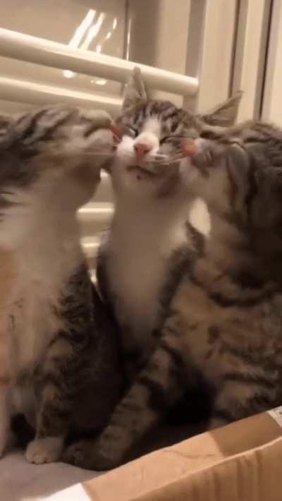 Ménage à kitten