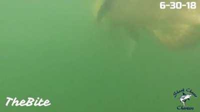 Trying to fish for a five foot shark