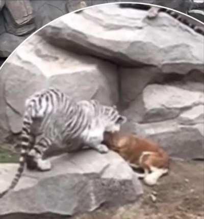 A Labrador and a golden retriever have nursed tiger cubs who have lost their mother. And even after a few years, adult tigers perceive dogs as their parents.