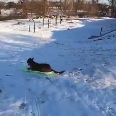 This dog snow sledding by itself