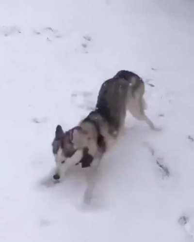 Blind husky gets excited over a snowstorm