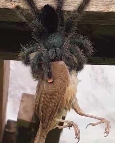 Spider eating a bird