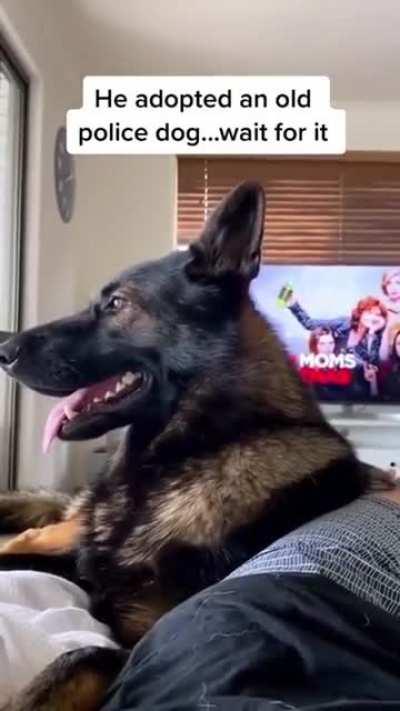 Cool test on your former police doggo