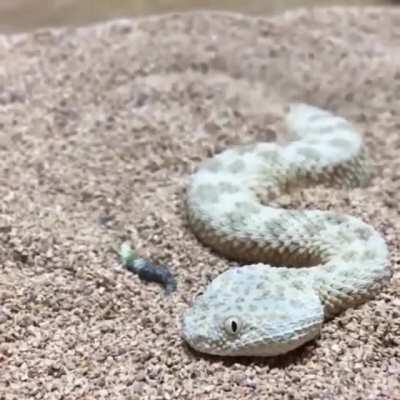 🔥 A Saharan sand snake burying itself in a hypnotic fashion 🔥