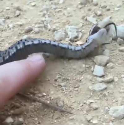 Snake fakes death to avoid being attacked. 