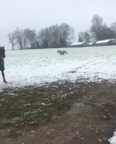 mini horsie snow zoomies