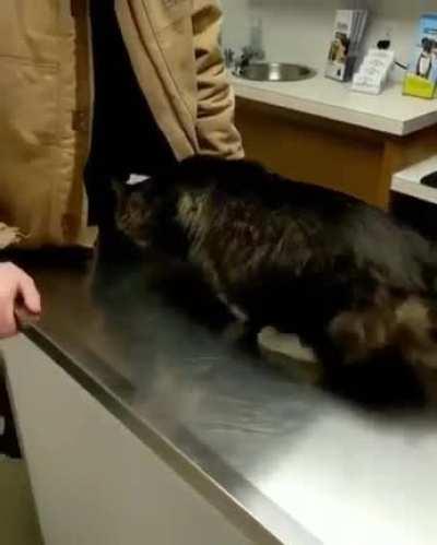 Nervous kitty finding a comforting place while at the vet