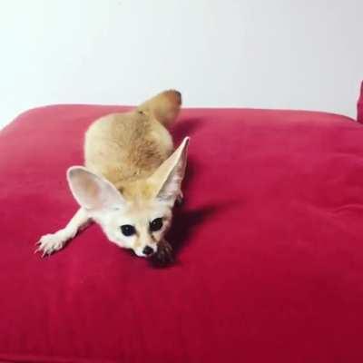 Fennec Fox Zoomies